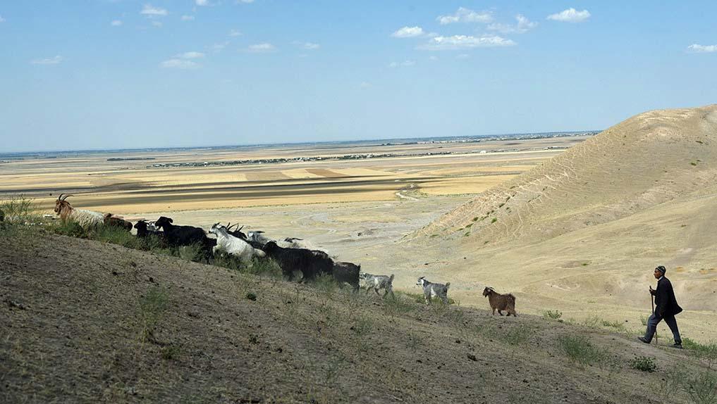 Livestock farmer in jizzakh uzb n