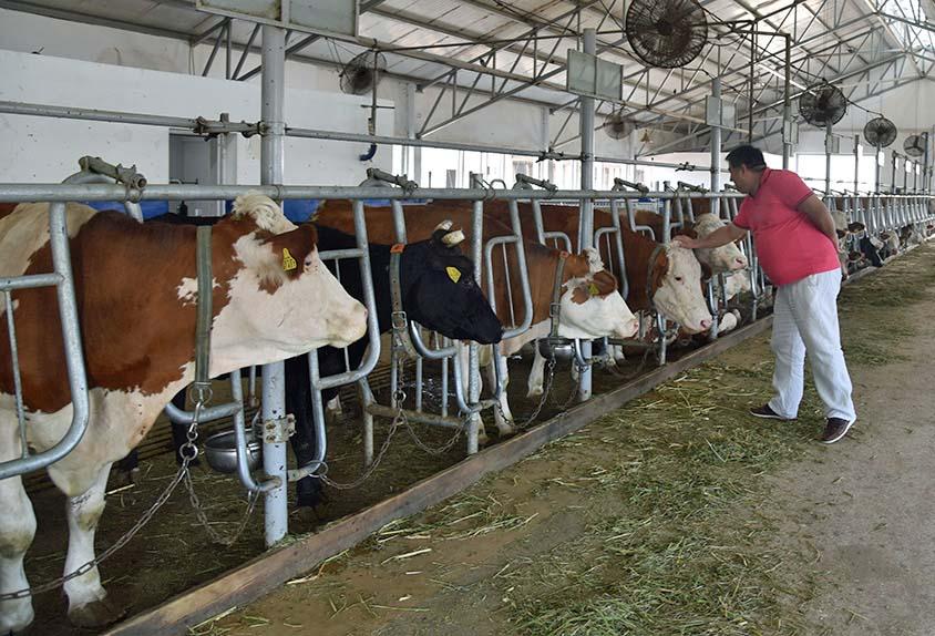Livestock farmer in uzbekistan