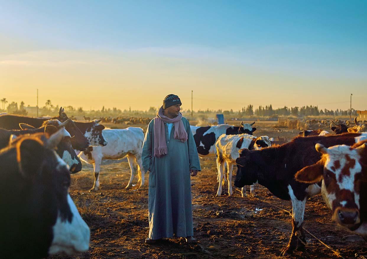 Livestock farming